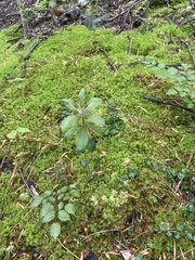 Lysimachia quadrifolia