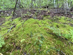 Lysimachia quadrifolia