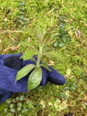Lysimachia quadrifolia