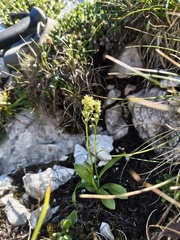 (c) xulescu_g, some rights reserved (CC BY-SA) Pseudorchis albida, photograph (c) xulescu_g, some rights reserved (CC BY-SA)