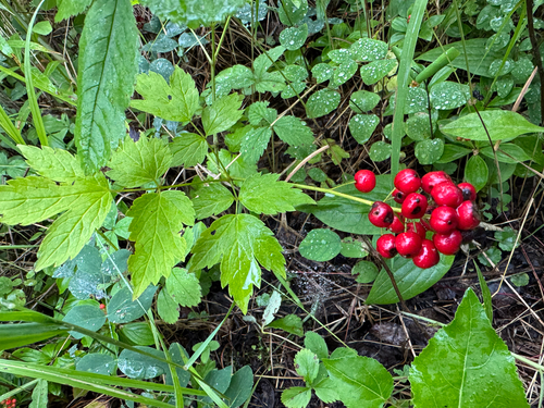 red-fruited red baneberry