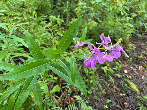 fireweed