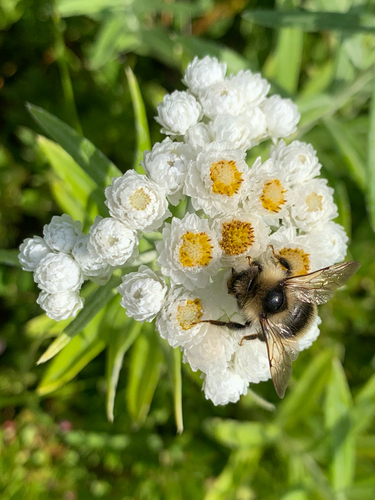 Yellowish Cuckoo Bumble bee