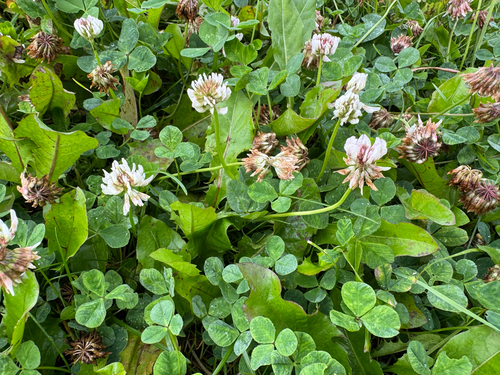 white clover