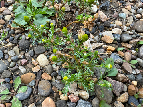 pineapple-weed