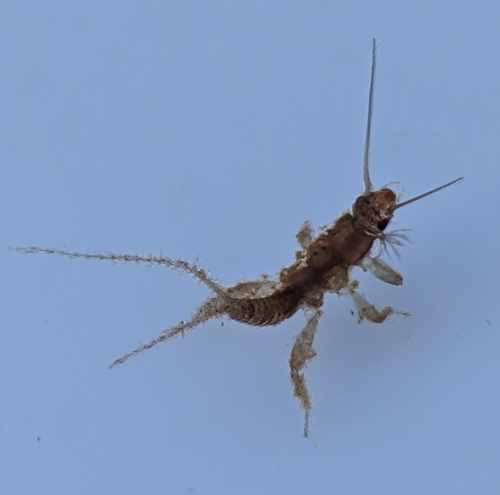iNaturalist observation photo of Forestflies