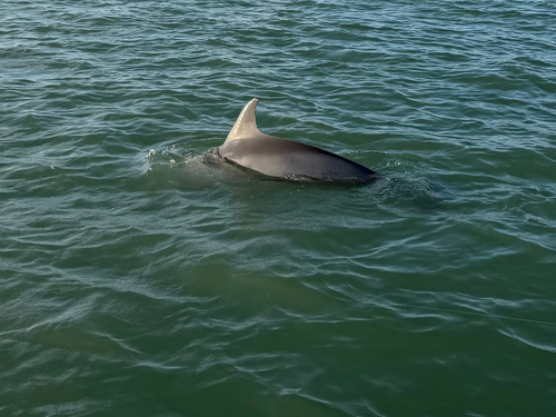 Common Bottlenose Dolphin observed by h-i-s-s