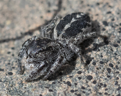 Pellenes peninsularis