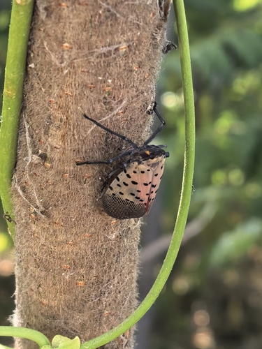 Spotted Lanternfly