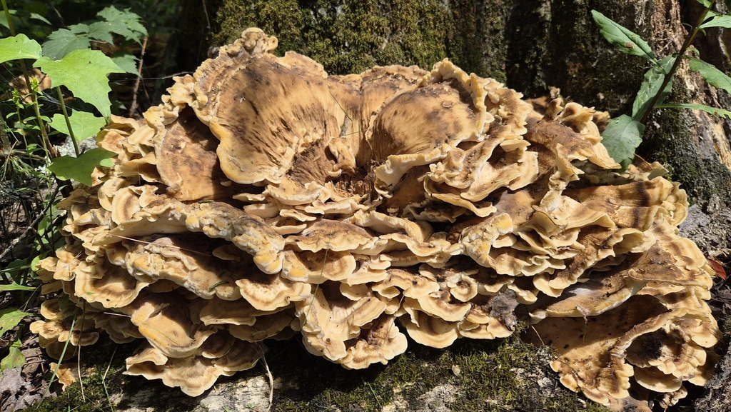 Black-staining Polypore · August 2026 · photo: Photo: no rights reserved · iNaturalist
