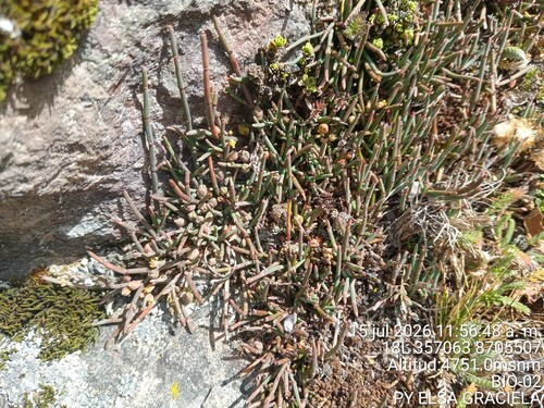 Ephedra rupestris, photograph 1