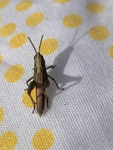 Marsh meadow grasshopper