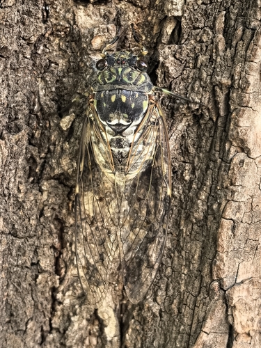 Robust Cicada