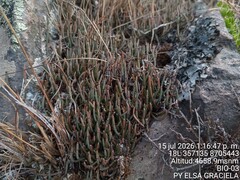 Ephedra rupestris