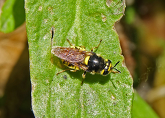 Stratiomys maculosa
