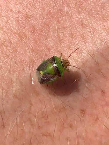 Green Burgundy Stink Bug