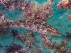 Little Weed-Whiting photo 3