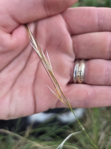 Nassella leucotricha