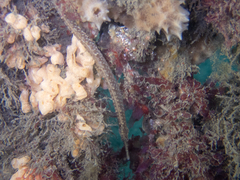 Vanacampus margaritifer