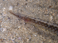 Vanacampus margaritifer