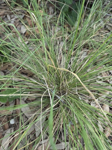 Nassella leucotricha, photograph 2