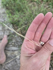 Nassella leucotricha, photograph (c) Rachel, some rights reserved (CC BY)