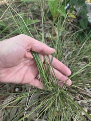 Nassella leucotricha, photograph (c) Rachel, some rights reserved (CC BY)