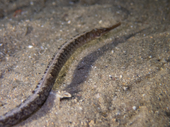 Vanacampus margaritifer