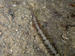 Vanacampus margaritifer