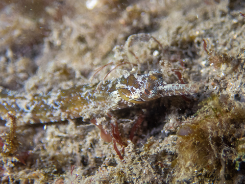 Girdled pipefish (Festucalex cinctus) — Syngnathidae — 3