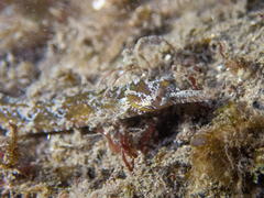 Festucalex cinctus