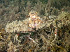 Rhinolambrus contrarius