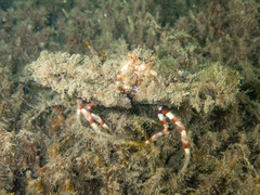 Rhinolambrus contrarius