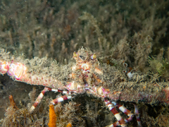 Rhinolambrus contrarius