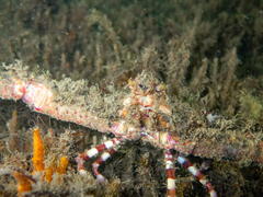 Rhinolambrus contrarius