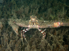 Rhinolambrus contrarius