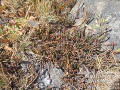 Ephedra rupestris, photograph (c) Alfredo Gutierrez Dipaz, some rights reserved (CC BY)