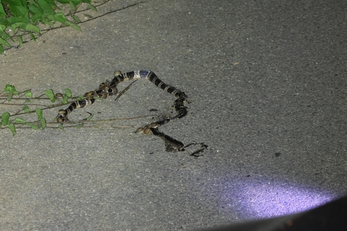Indo-Chinese Rat Snake