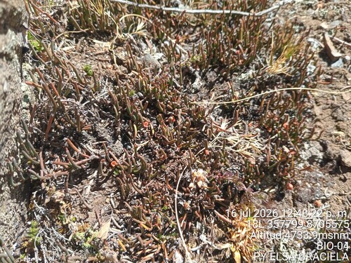 Ephedra rupestris, photograph 3