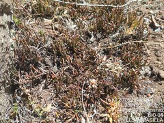 Ephedra rupestris, photograph (c) Alfredo Gutierrez Dipaz, some rights reserved (CC BY)