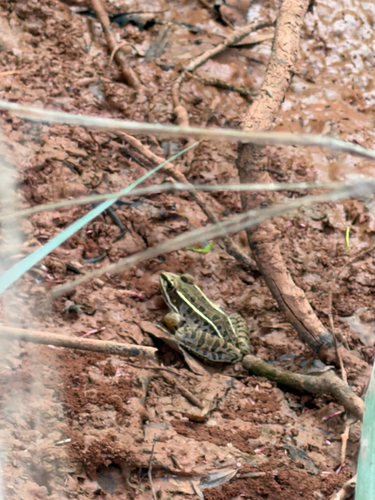 Southern Leopard Frog