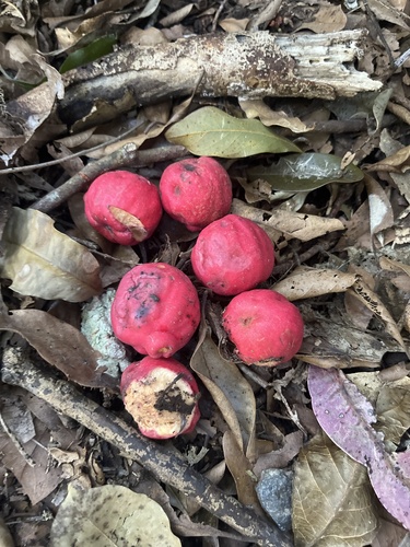 Syzygium ingens observed 2026-08-12