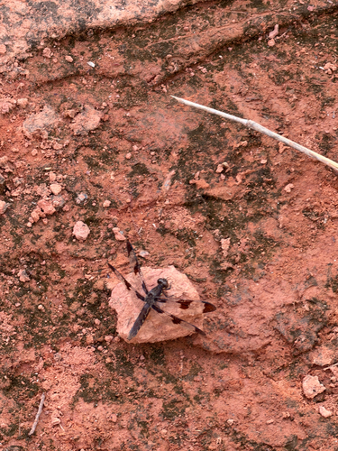 Common Whitetail