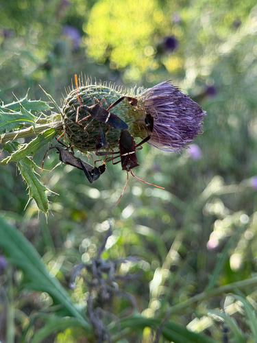 Eastern Leaf-footed Bug