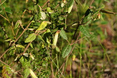 Correa reflexa lobata