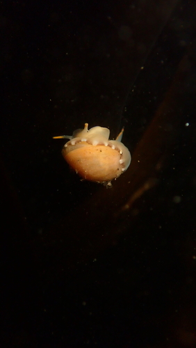 Limneria prolongata observed 2026-08-11