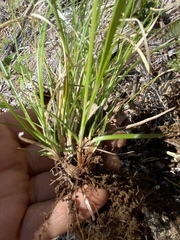 Carex albicans