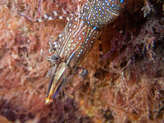 Rhynchocinetes serratus