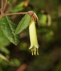 Correa reflexa lobata