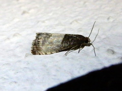 Notocelia cynosbatella